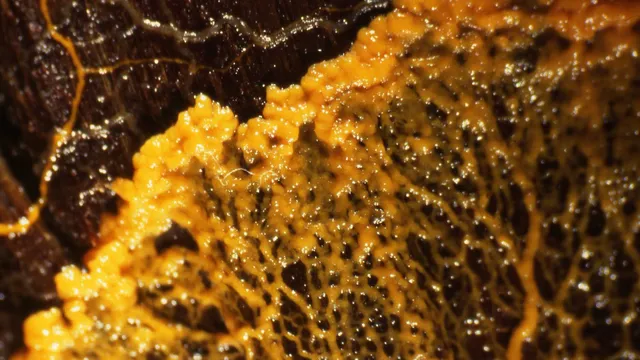 A yellow Physarum polycephalum slime mold spreading as a branching, vein-like network