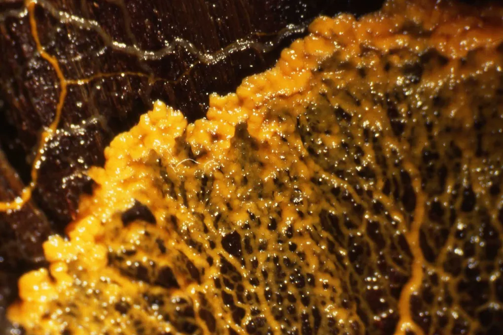 A yellow Physarum polycephalum slime mold spreading as a branching, vein-like network