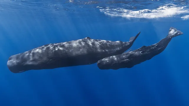 Sperm whales swimming in the open ocean